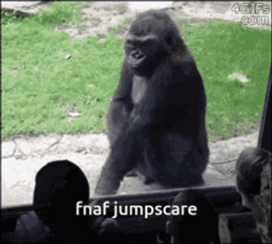 Zoo Monkey Jump Scare To Audience GIF
