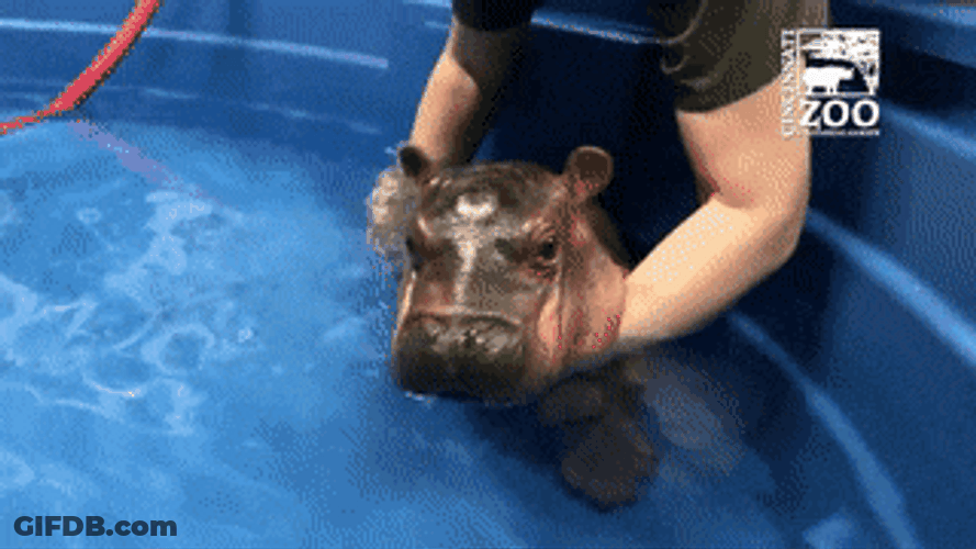 Zookeeper Caring For Baby Hippopotamus GIF
