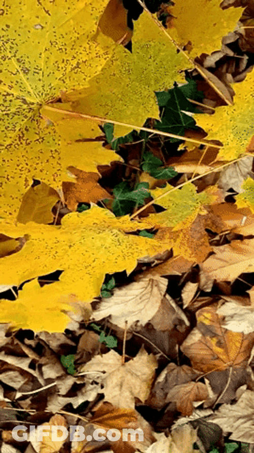 Zoom In Of Fall Leaf GIF