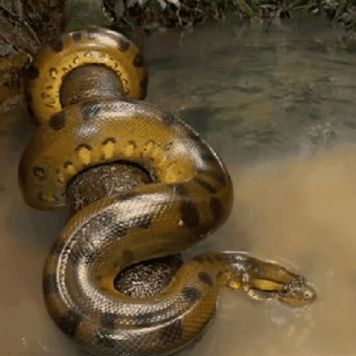 Anaconda GIFs