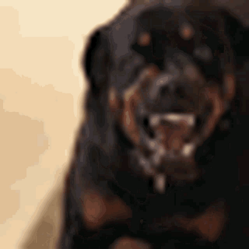 Angry Dog GIFs