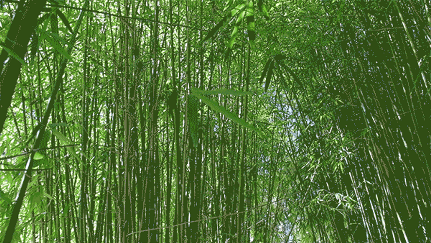 Bamboo GIFs