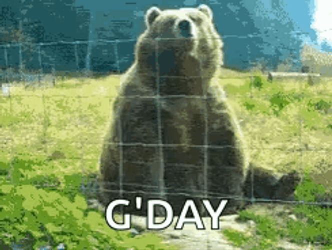 Bear Waving GIFs