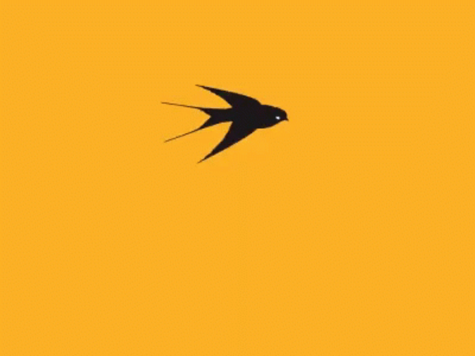Bird Flying GIFs