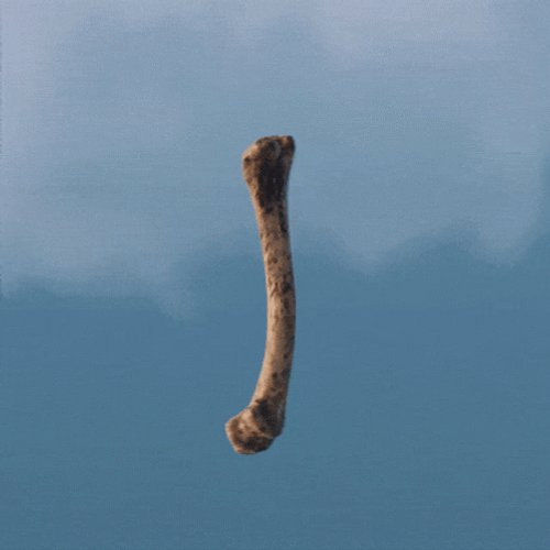 Bone GIFs