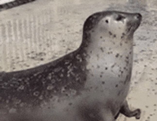 Bouncing Seals GIFs