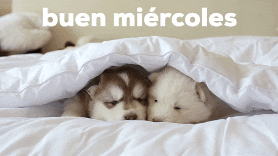 Buenas Noches Miercoles GIFs