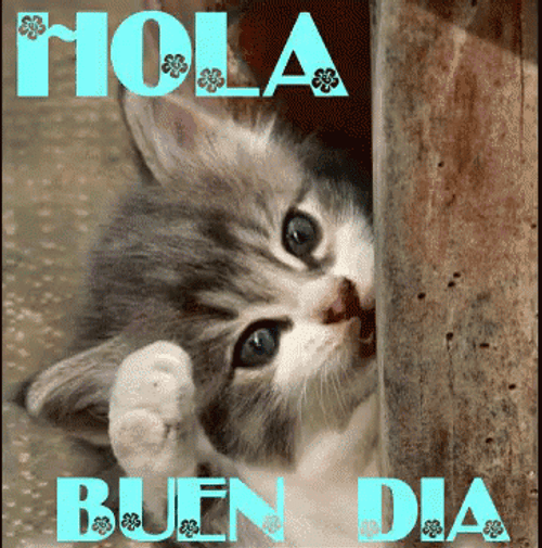 Buenos Dias Con Gatitos GIFs