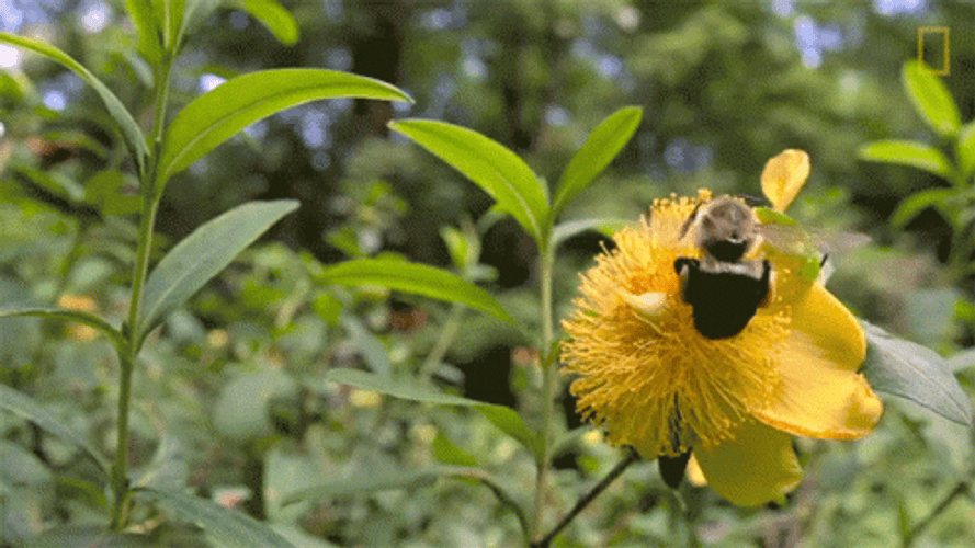 Bumblebee GIFs