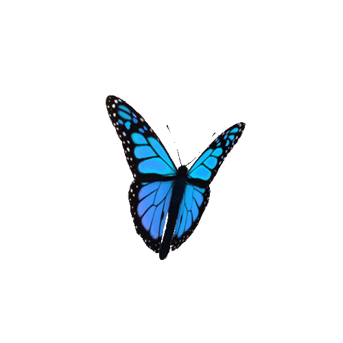 Butterfly GIFs
