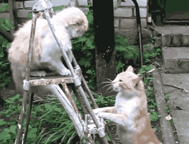 Cat Fight GIFs