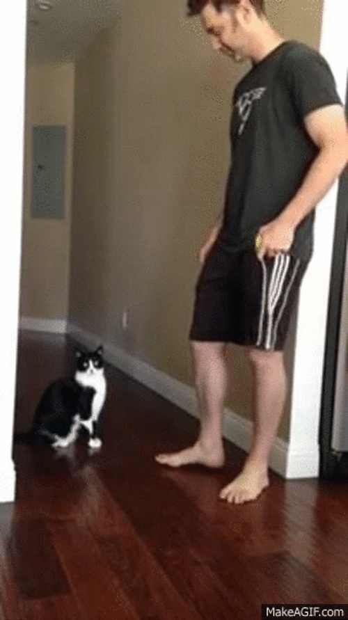 Cat Hug GIFs
