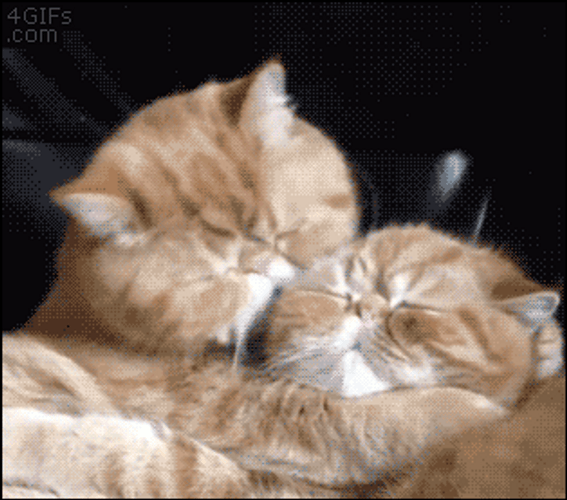 Cat Kiss GIFs