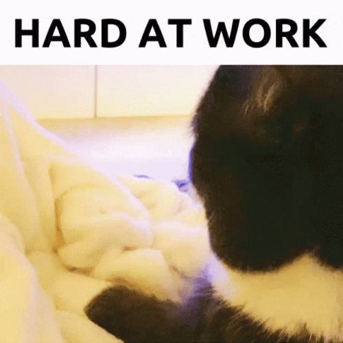 Cat Making Biscuits GIFs