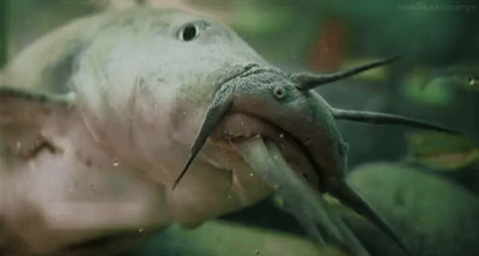Catfish GIFs