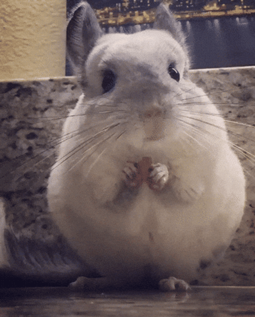 Chinchilla GIFs