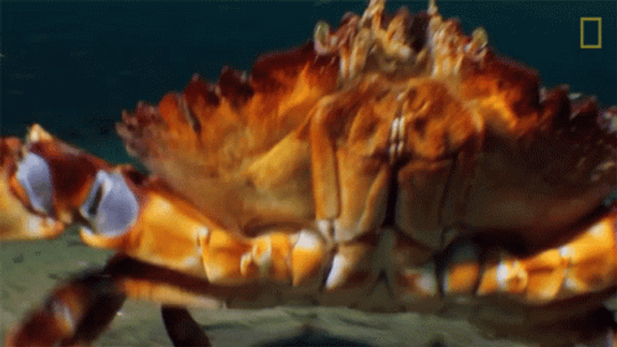 Crab Rave GIFs