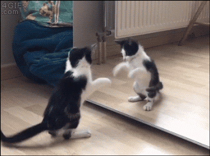 Crazy Cat GIFs