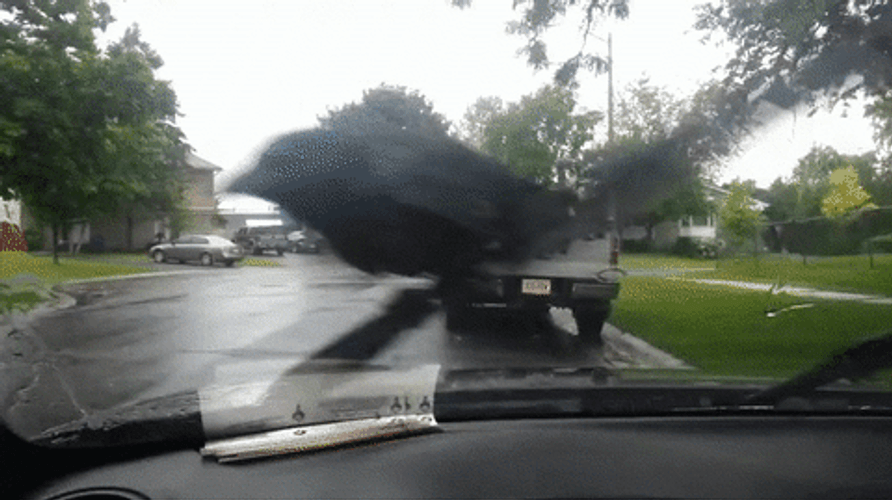 Crow GIFs