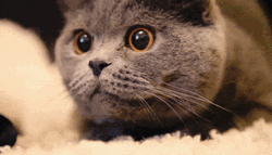 Cute Cat GIFs
