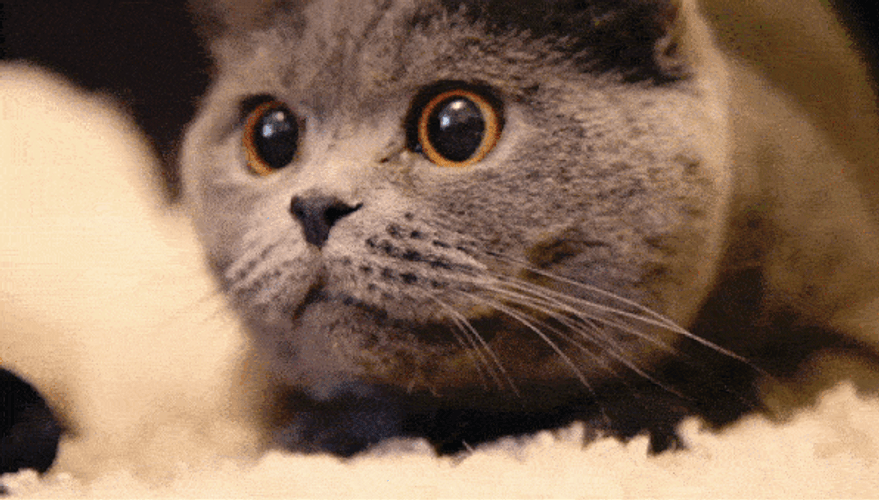 Cute Cat GIFs
