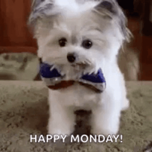 Cute Monday GIFs