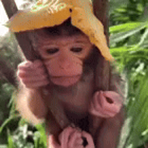 Cute Monkey GIFs