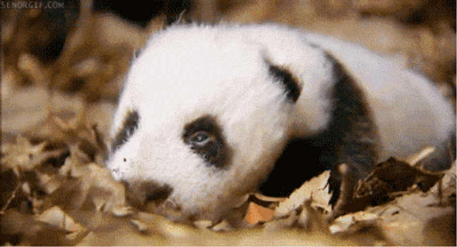 Cute Panda GIFs