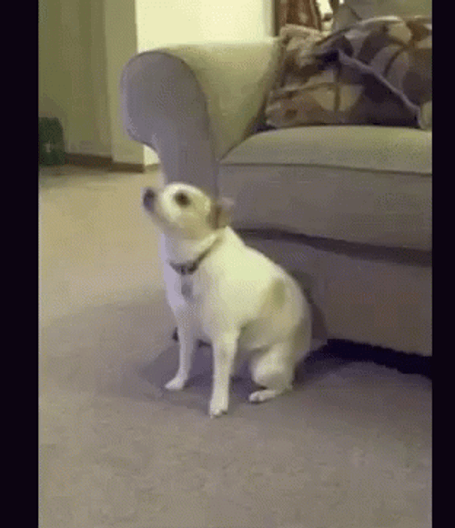 Dancing Dog Meme GIFs