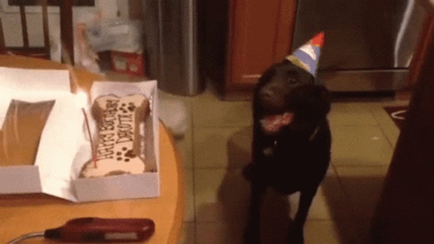 Dog Birthday GIFs
