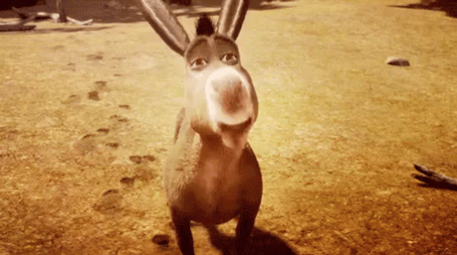 Donkey GIFs