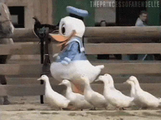 Duck Meme GIFs