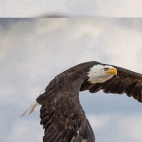 Eagle Gif GIFs