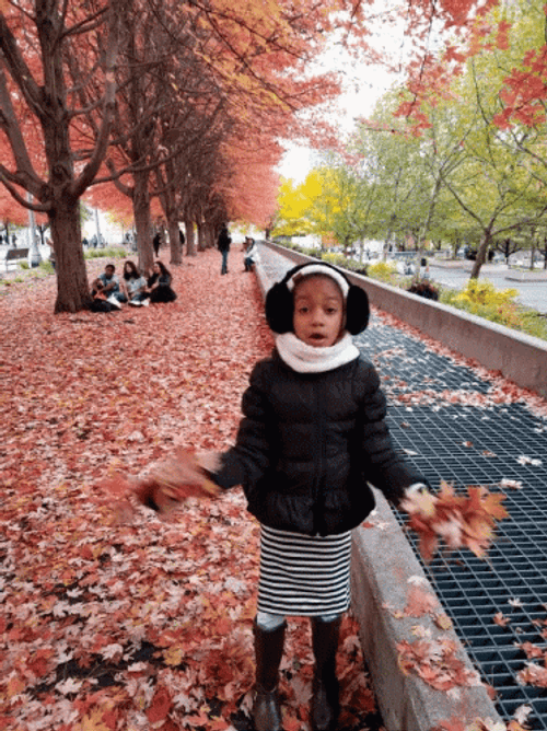 Falling Leaves GIFs