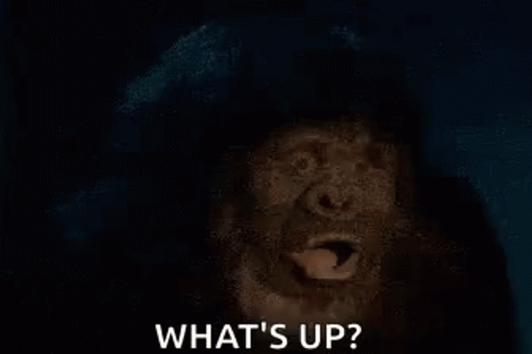 Fat Monkey GIFs