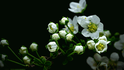 Flower GIFs
