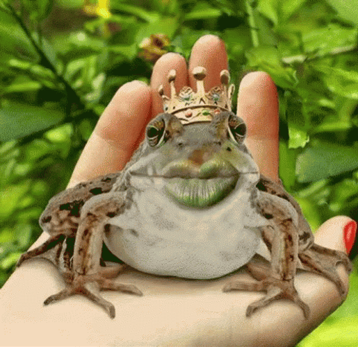 Frog GIFs