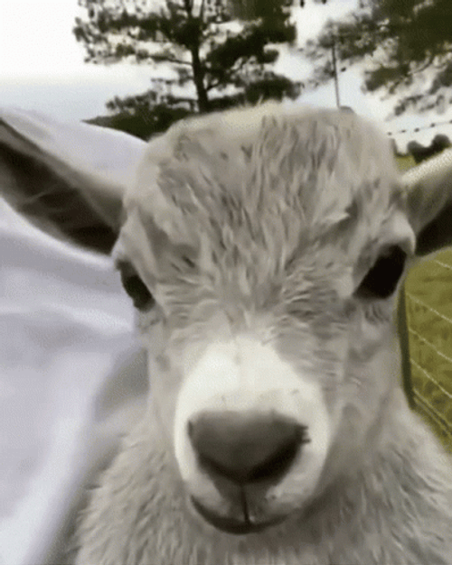Funny Goat GIFs