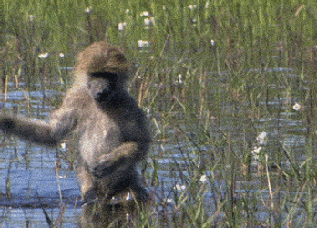 Funny Monkey GIFs