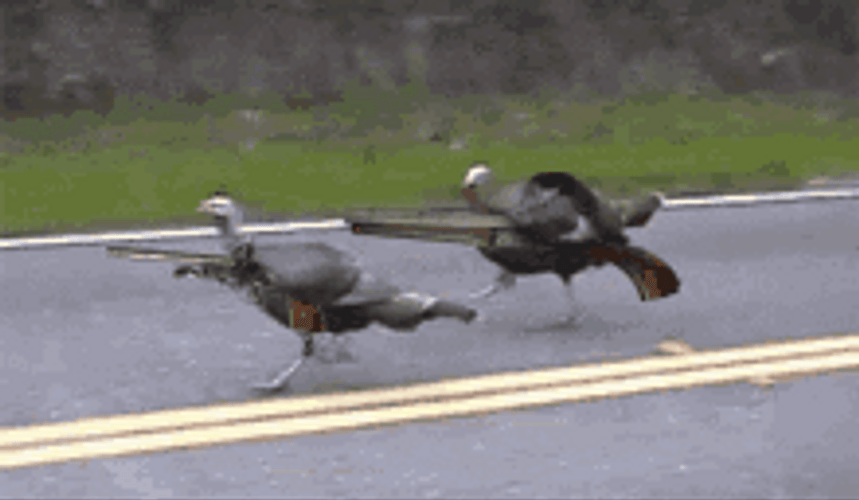 Funny Turkey GIFs