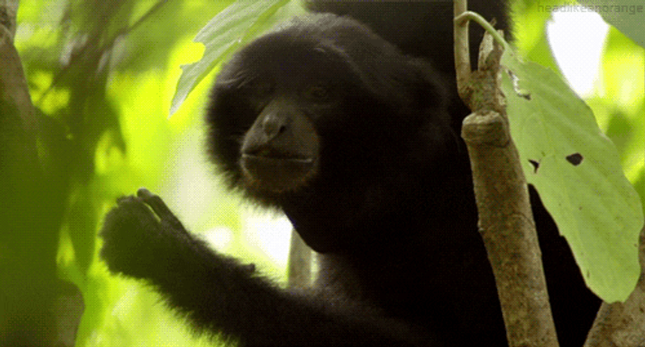 Gibbon GIFs