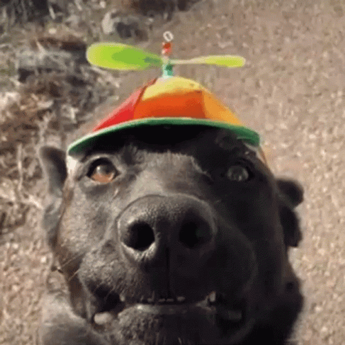 Good Dog GIFs