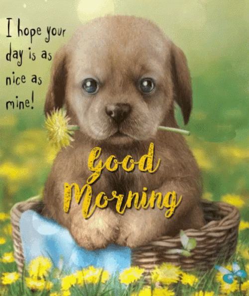 Good Morning Puppies GIFs