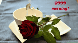 Good Morning Rose GIFs