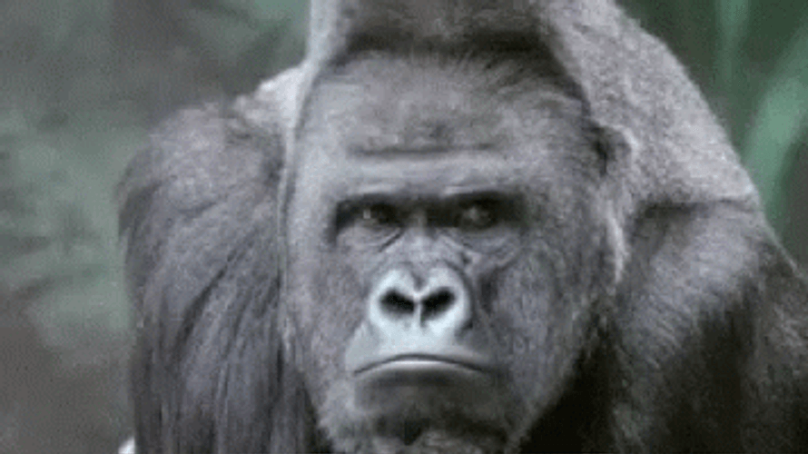 Gorilla GIFs
