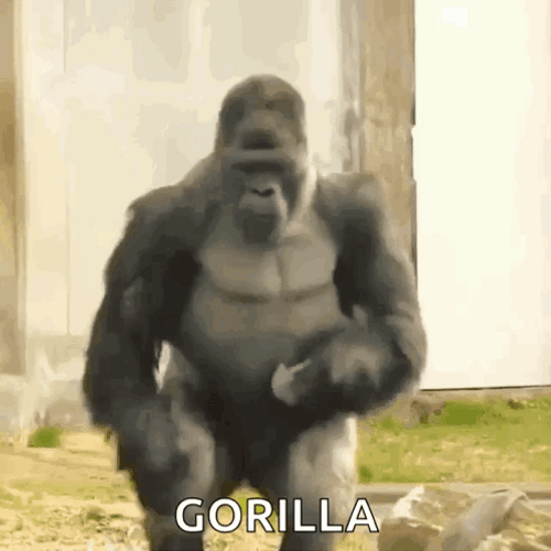Gorilla Dancing GIFs