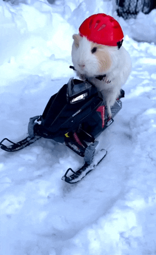 Guinea Pigs GIFs