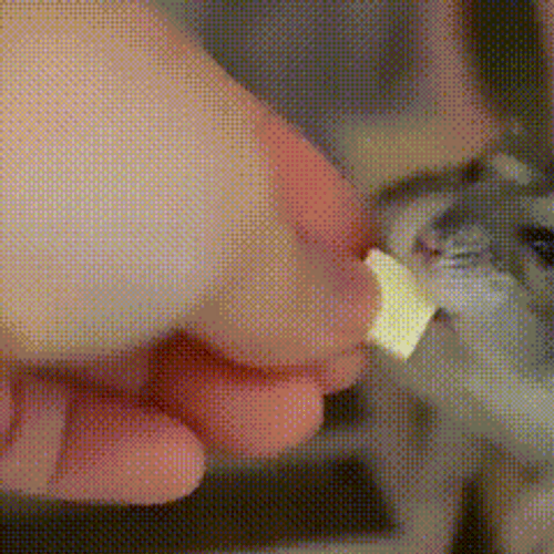 Hampter GIFs