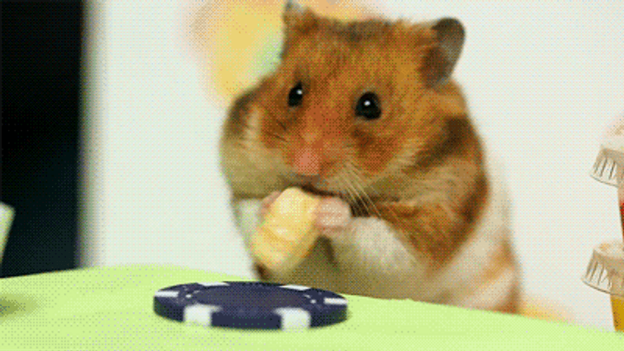 Hamster Meme GIFs