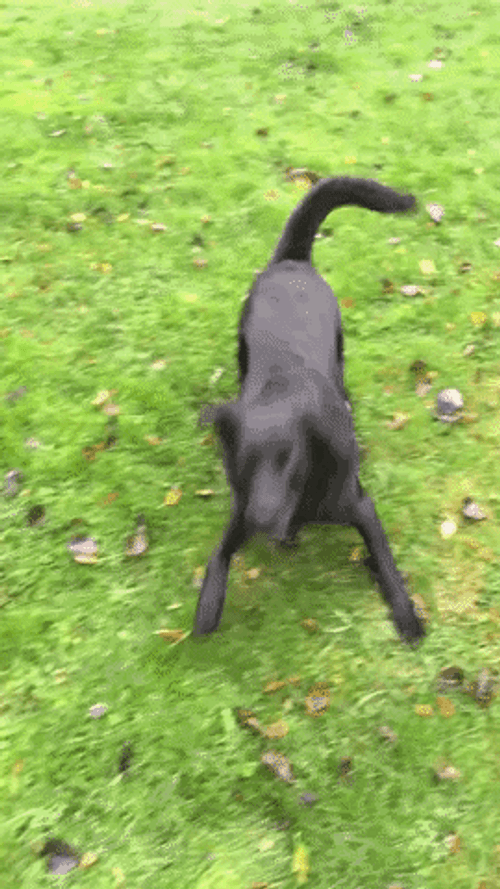 Happy Dog GIFs